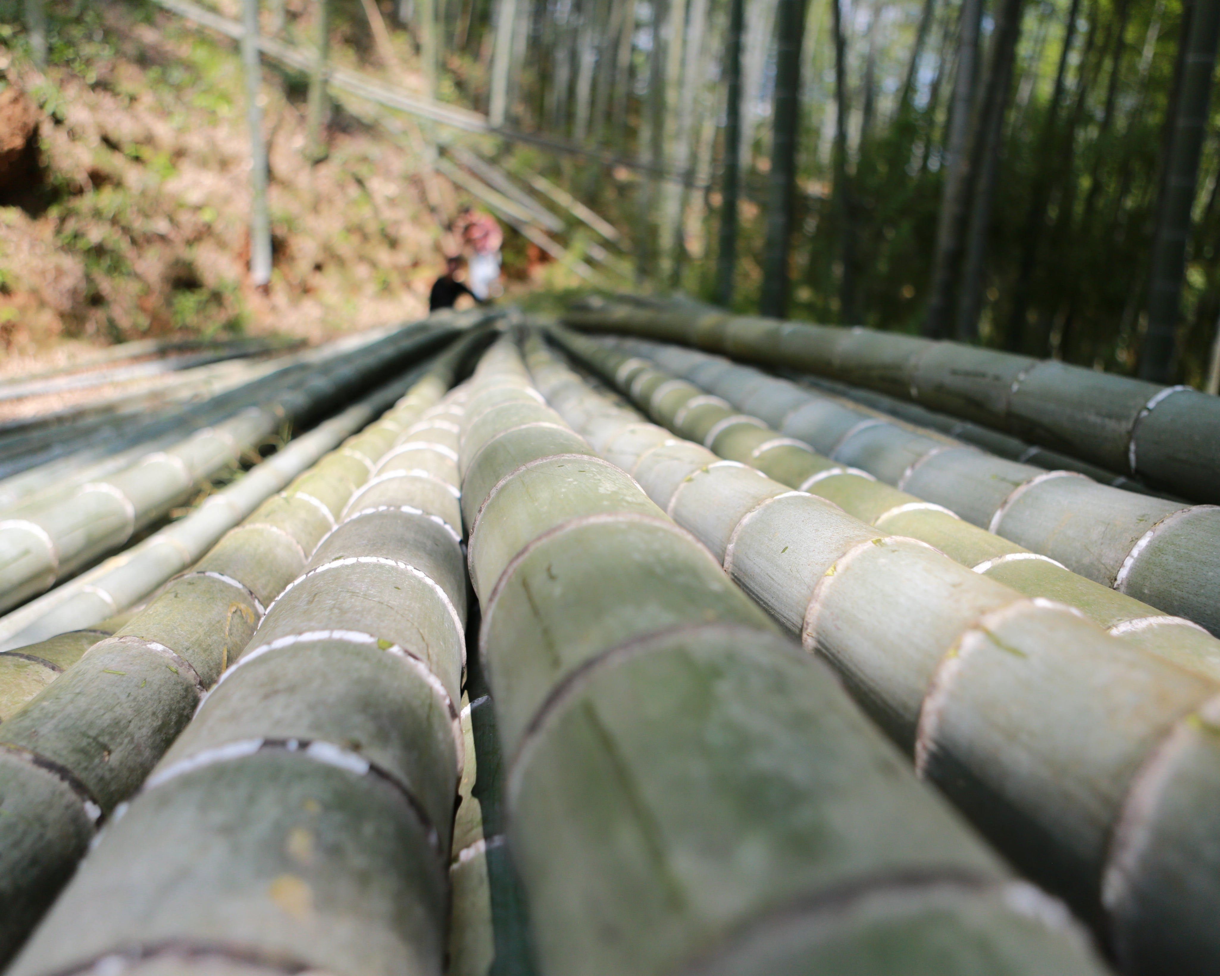 Bamboo & Climate Change: A Powerful Ally