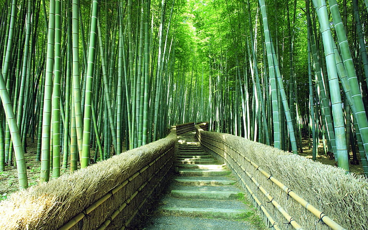 Miti_Life_Bamboo_journey_to_sustainable_living_eco_friendly_products_5ac3e4ea-465e-493f-a013-9287f4fe778a.jpg