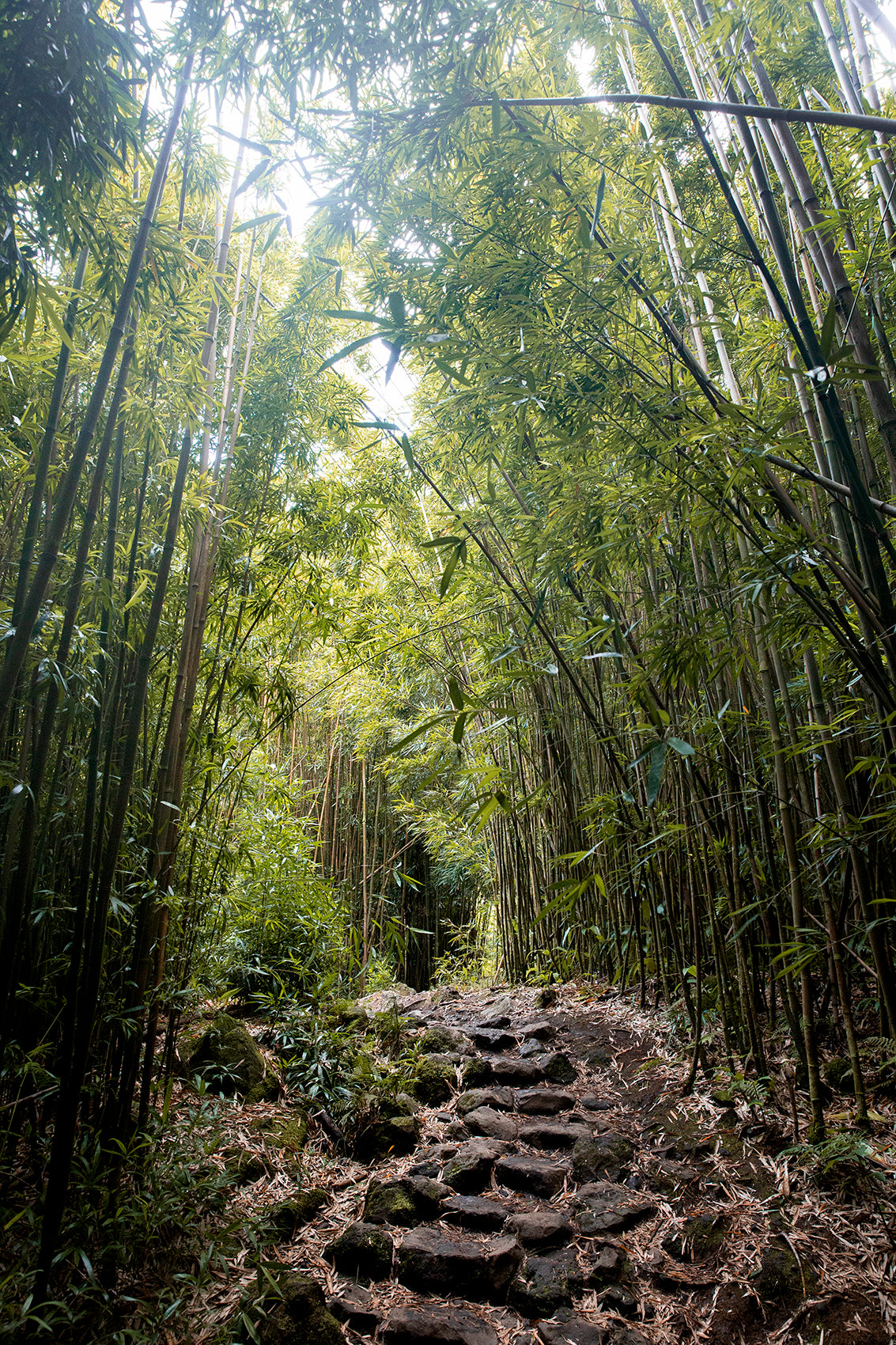 path-through-bamboo-forest.jpg