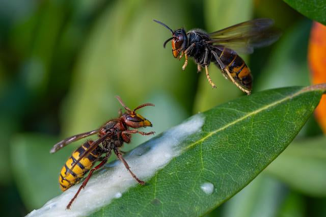 The Buzz About Bees: Protecting Pollinators with Sustainable Choices