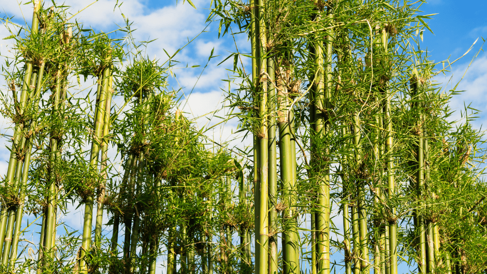 Bamboo tree