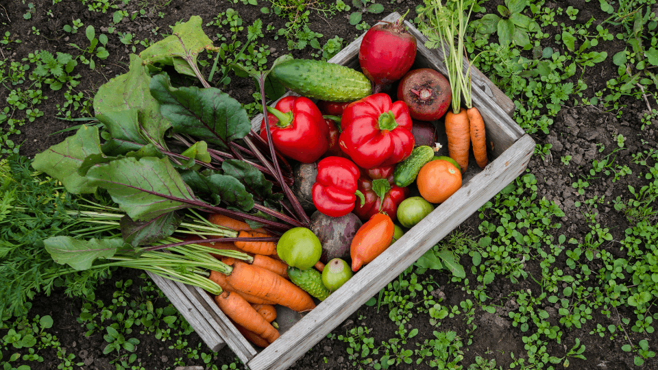 vegetables in the garden