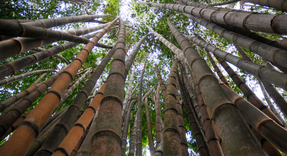 Bamboo Forest