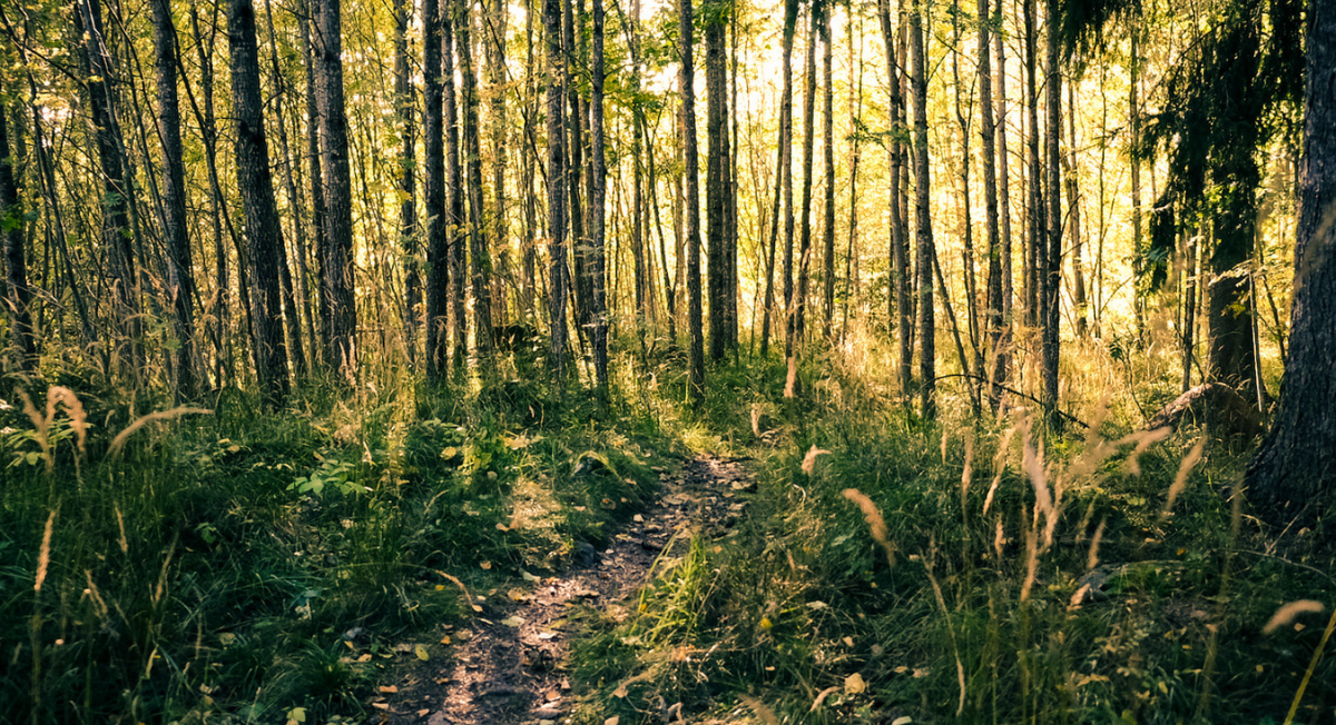 Unlocking the Power of Moso Bamboo: A Global Perspective