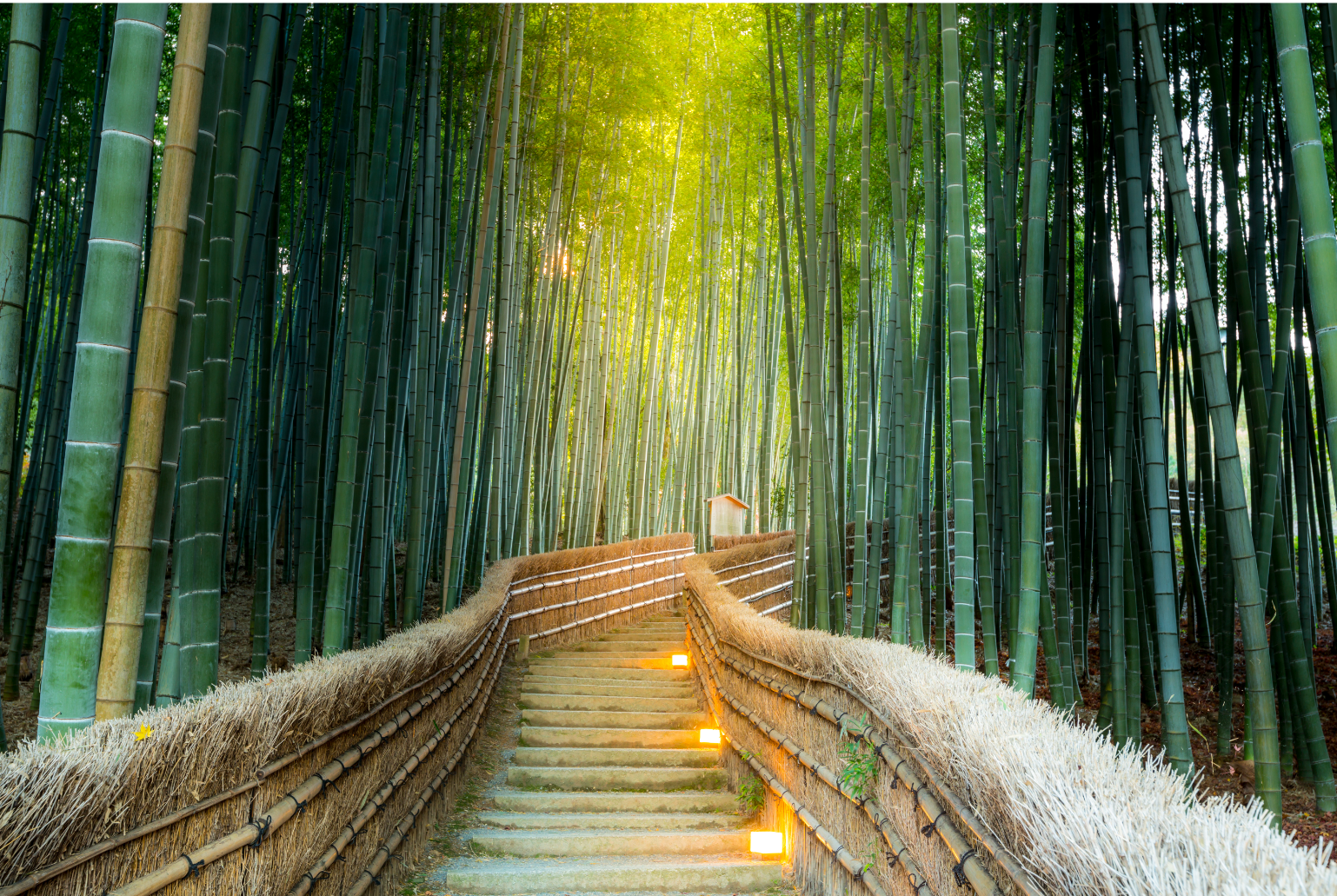 Bamboo Forest