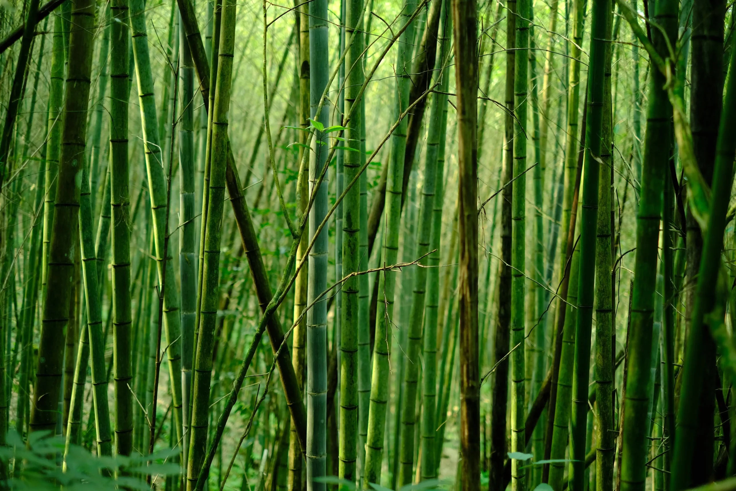 picture of bamboo forest