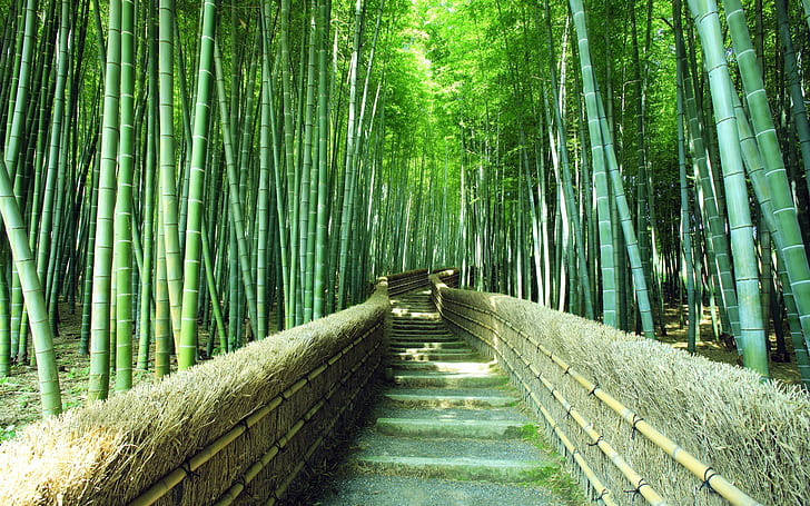 a picture of bamboo forest with visible pathway